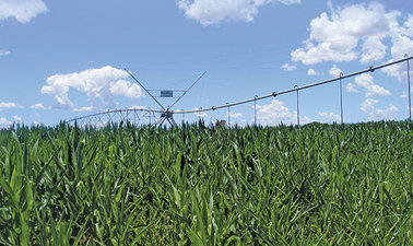 Maize crops