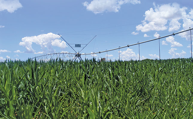 Maize crops