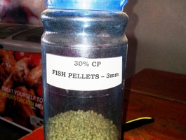 Fish feed %283%29