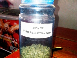 Fish feed %284%29