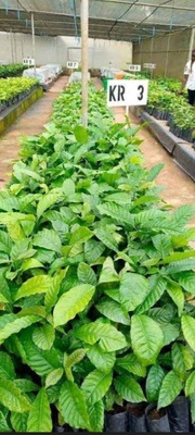 Screenshot 20260308 193813 chrome