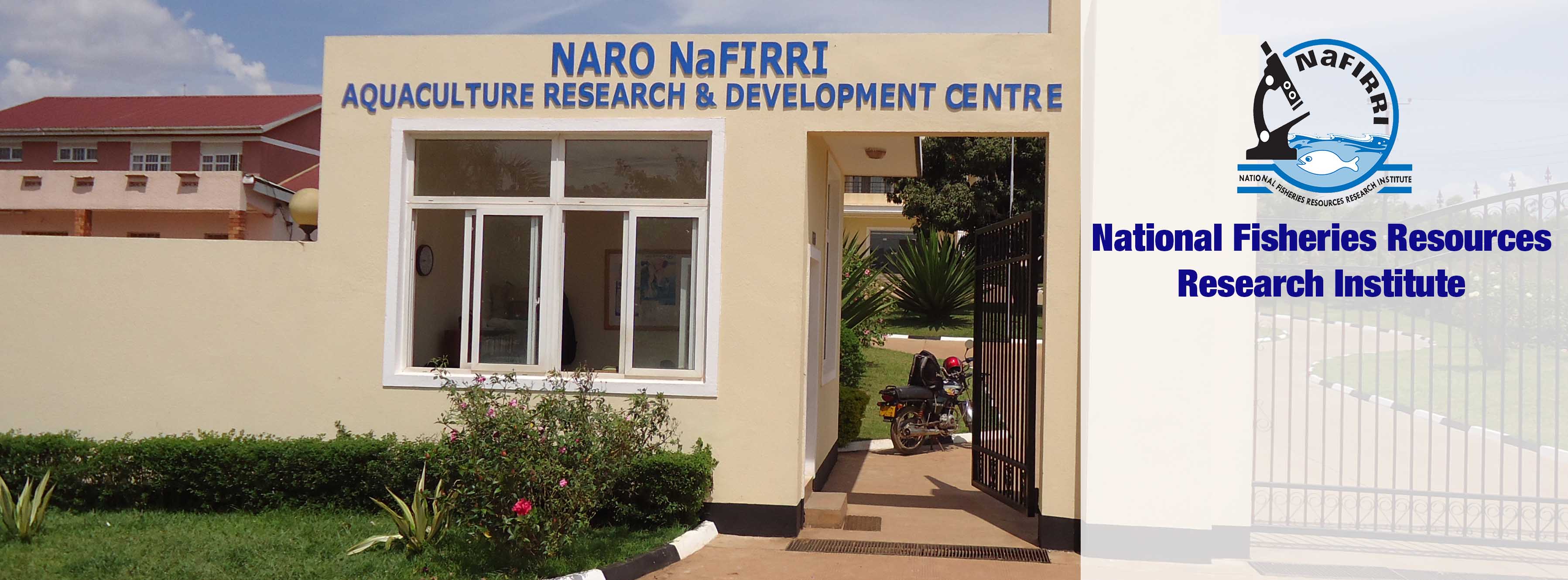 Nafirri cover 3