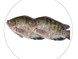 Tilapia