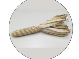 Maize