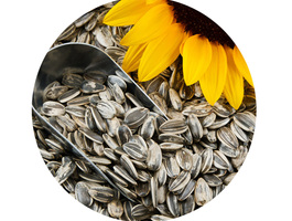 Sunflower seeds scoop