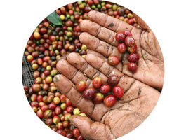 Coffee beans 3142817b