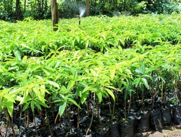 Mango seedlings