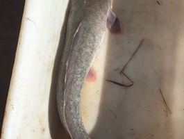 Img 20190517 wa0067