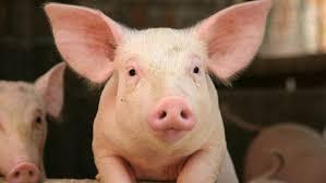 Pigs