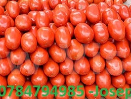 Nakaliro tomatoes