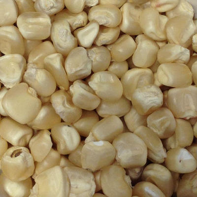 Maize