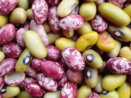 Beans