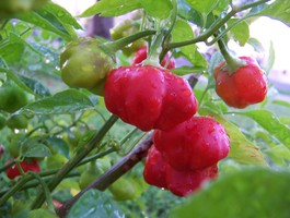 Vegetable garden