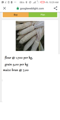 Maize