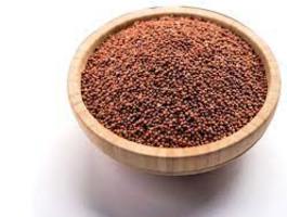 Finger millet