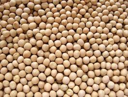 White pea 28safed vatana 29 500x500