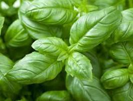 Basil