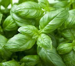 Basil