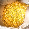Yellow maize for popcorn