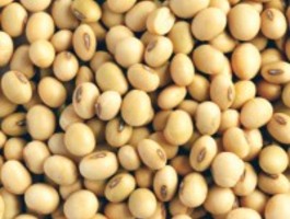 Ug soya beans