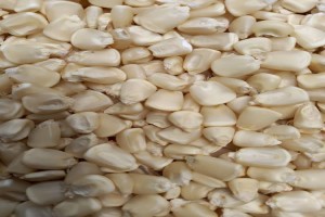 Ug maize