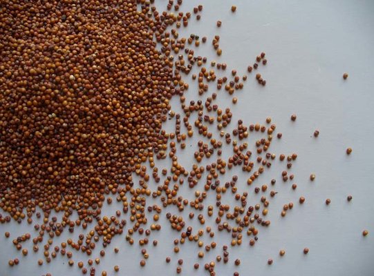 Millet