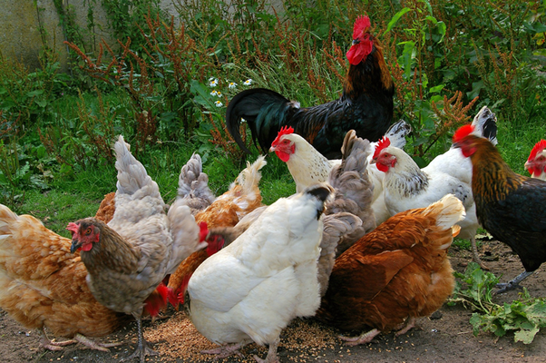 Indigenous chicken
