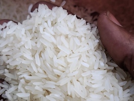 Rice