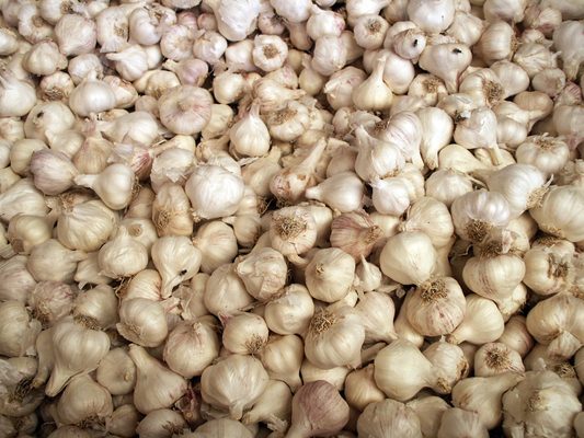Garlic 1527215