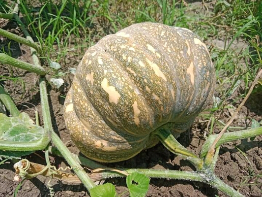 Fb img 17468718677231612