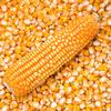 Yellow maize