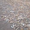Img 20250212 wa0006