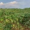 Cassava garden