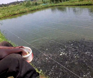 Pond manager