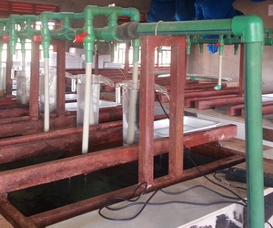 Hatchery