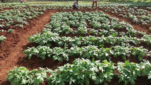 Potato seeds farming kenya 696x432