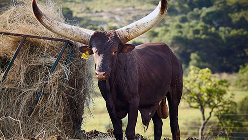 Ankole bull daniel naude