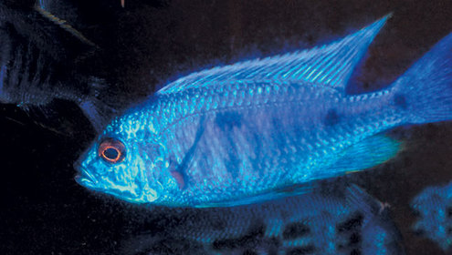 Cop azureus fish
