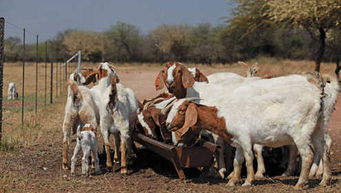 Goat farming 696x432