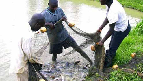 Zzzzzzzzzharvesting clarias uganda usaid project