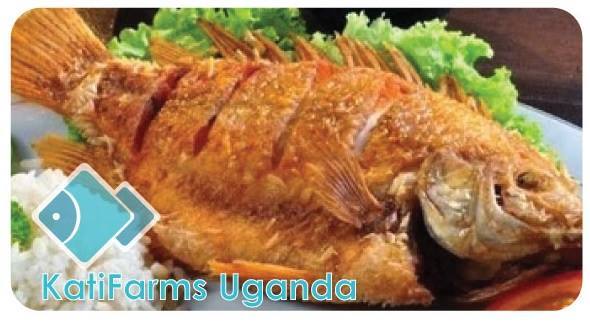 Fish