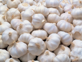 Garlic