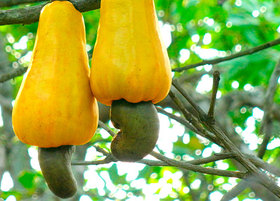 Cashew nuts