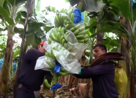 Havesting bananas