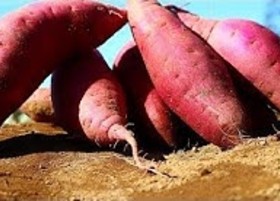 Potato